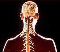 Neurological Chiropractic